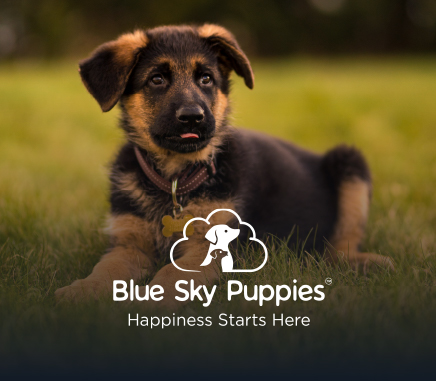 blueskypuppies