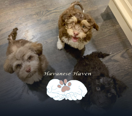havanese_haven